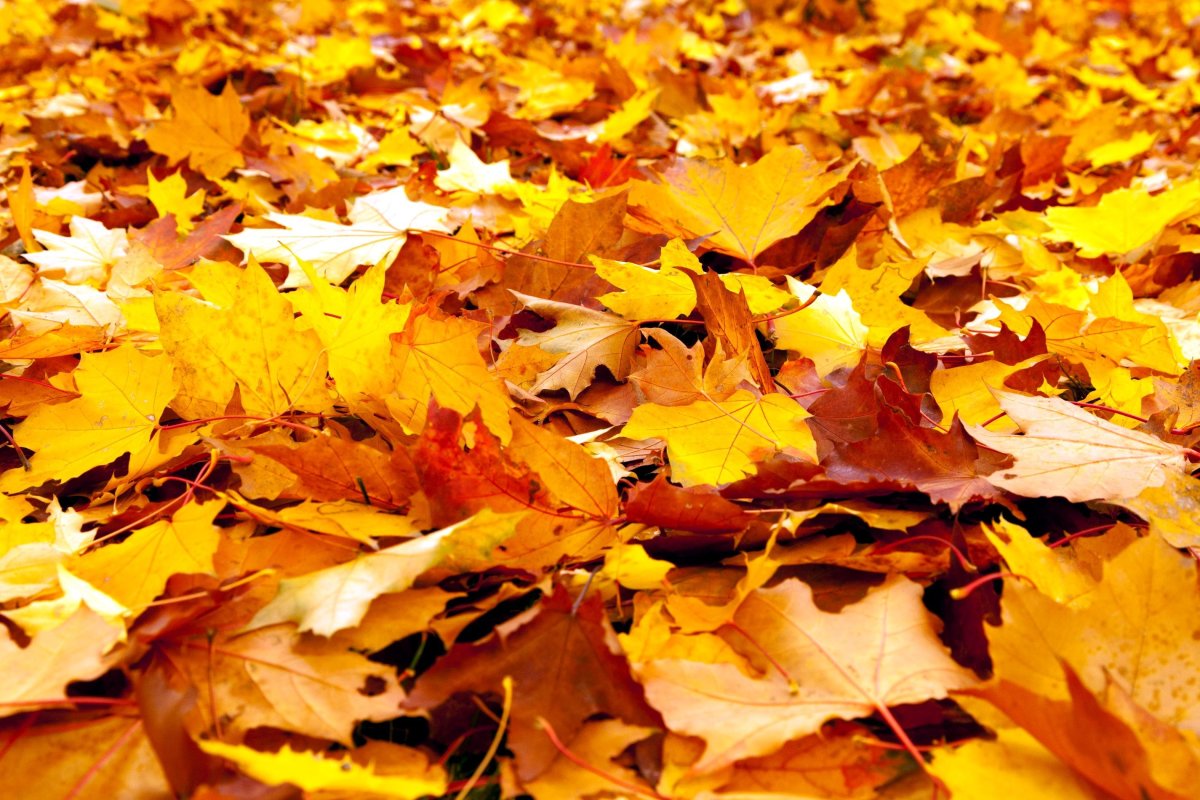 Осенняя листва