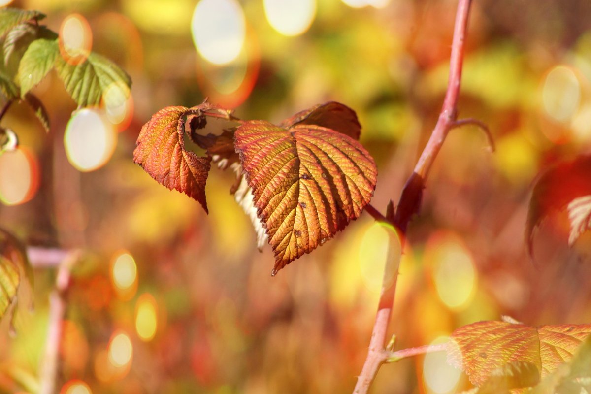 Заставка на планшет листья