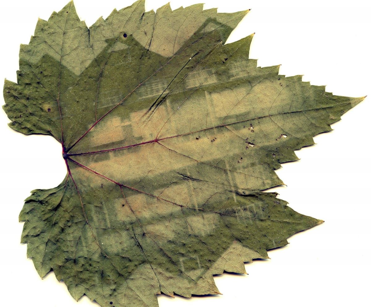 Осенние листья фото