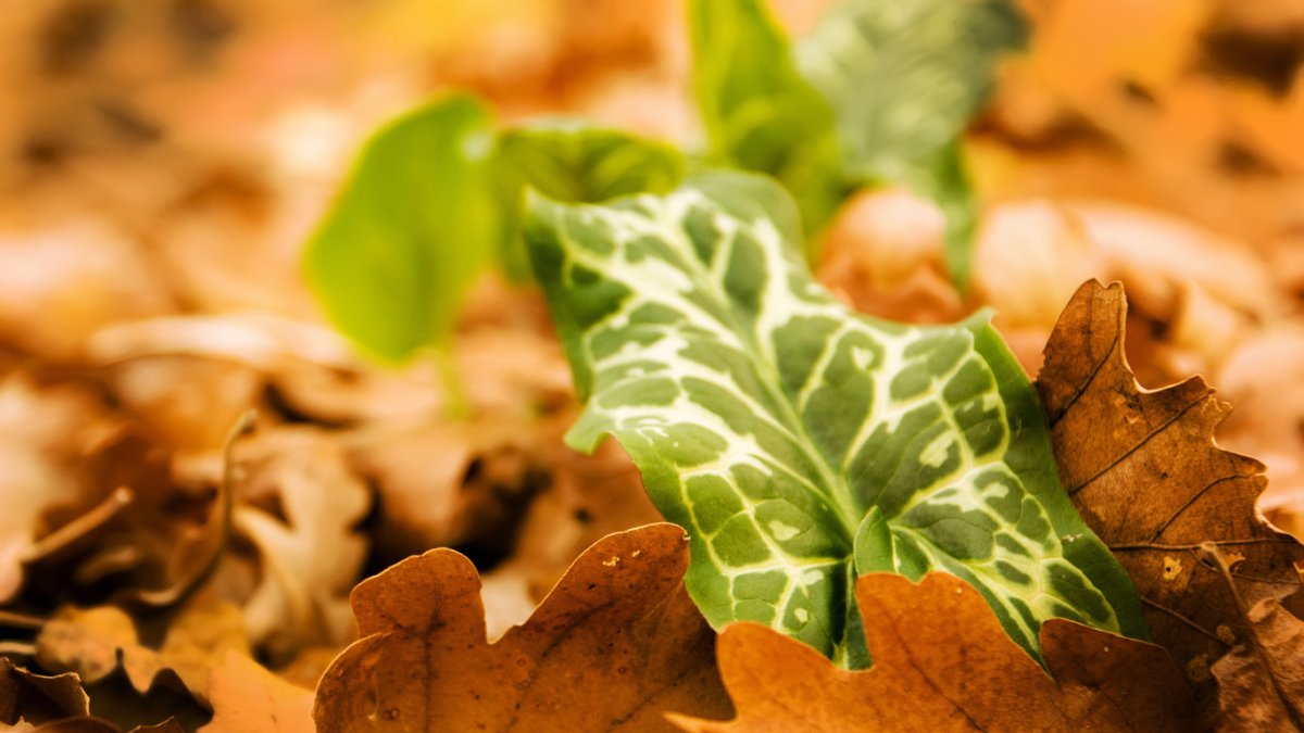 Каштан дерево листья