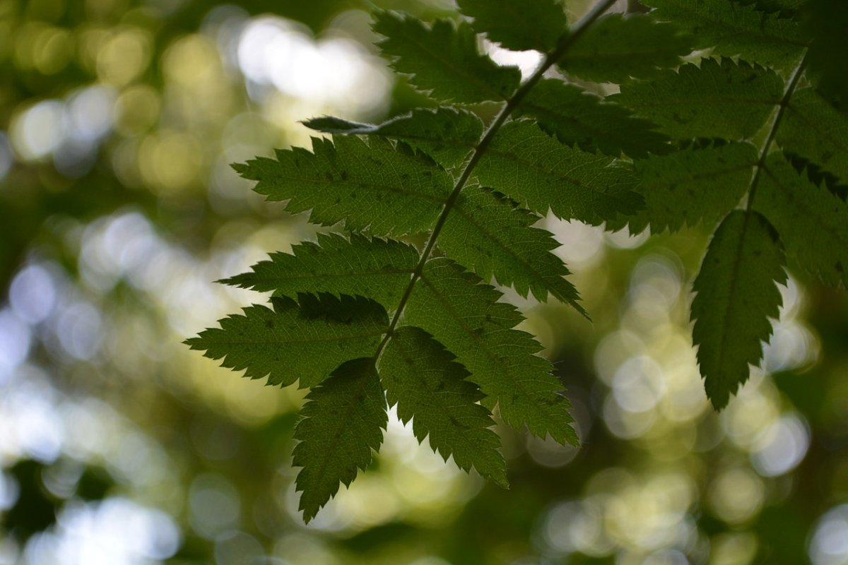 Листья деревьев клен