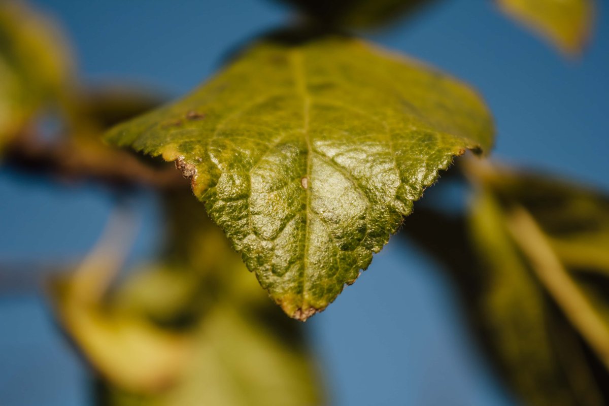 Осенний листок