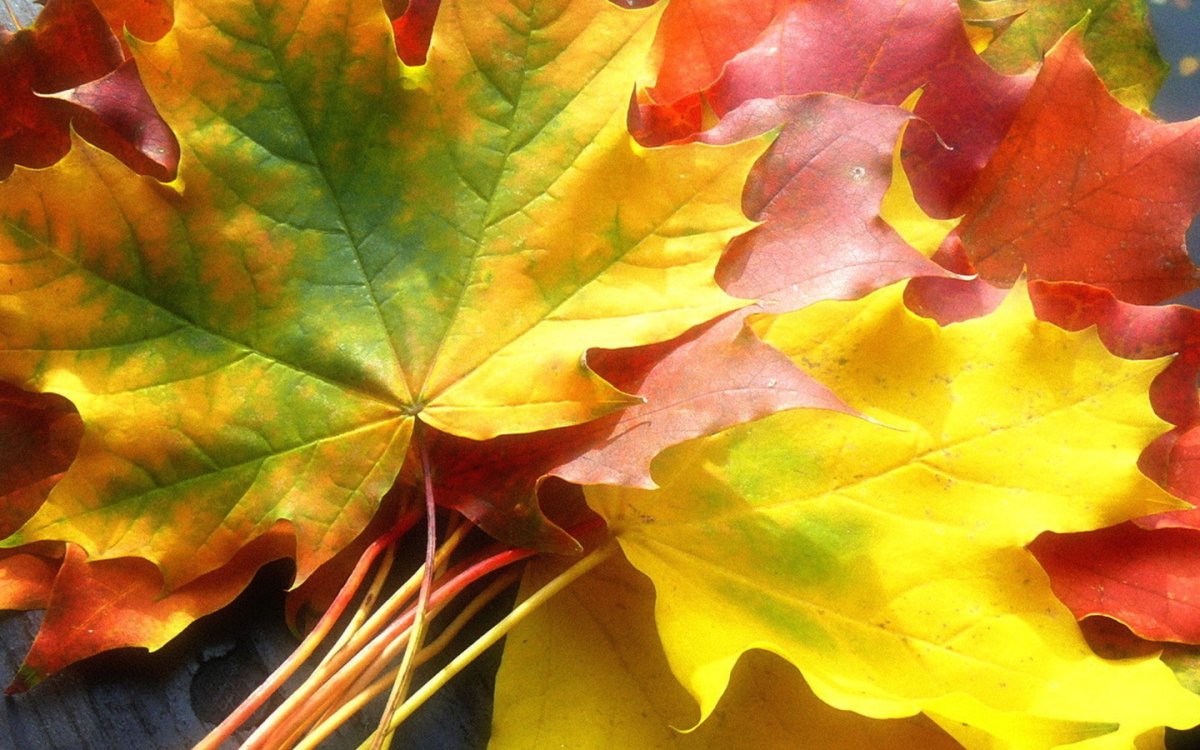 Листьев тема