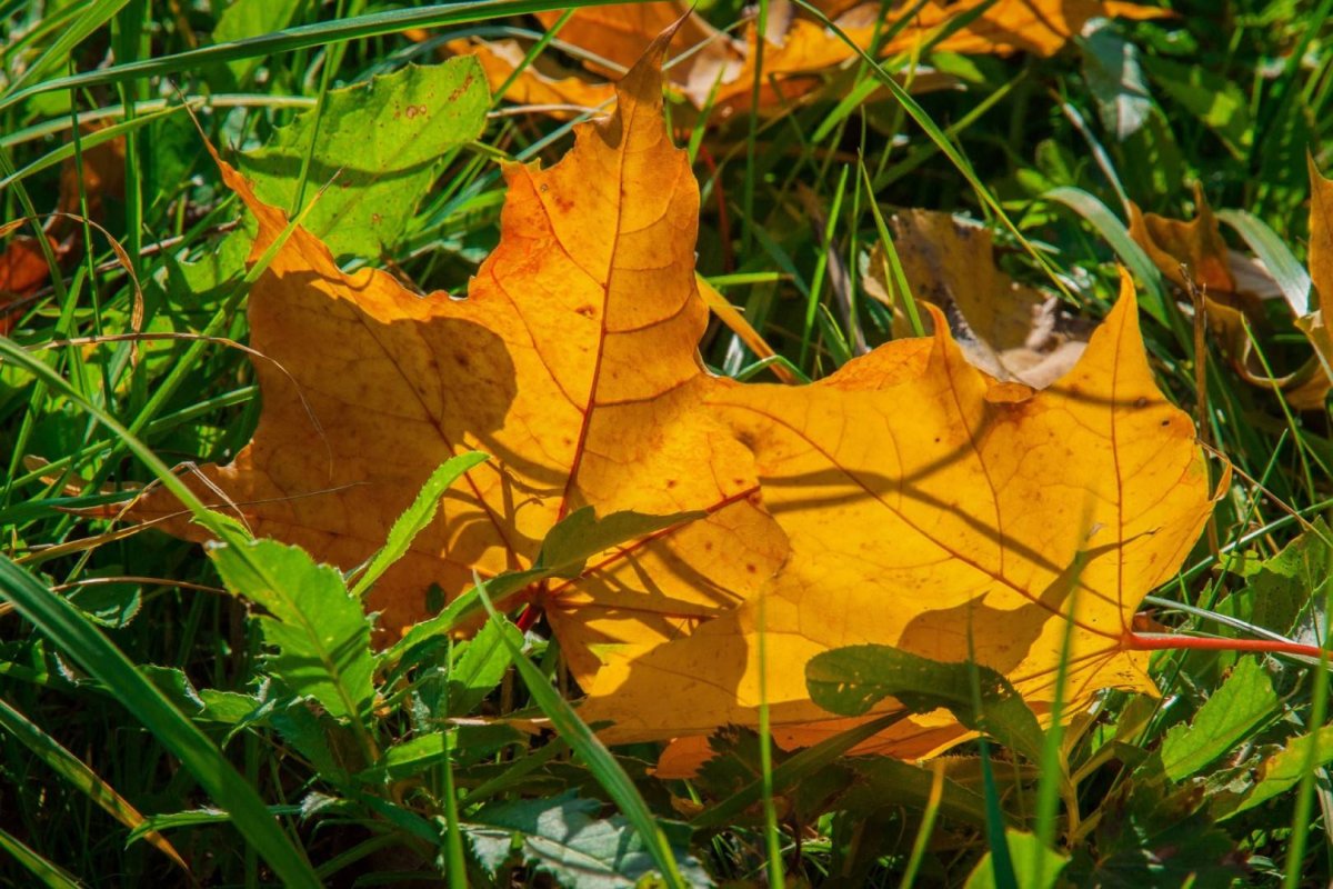 Листочек от дерева