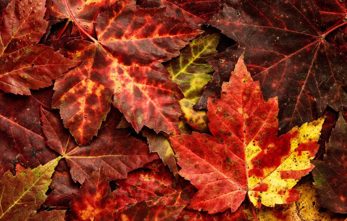 Рябина с красными листьями