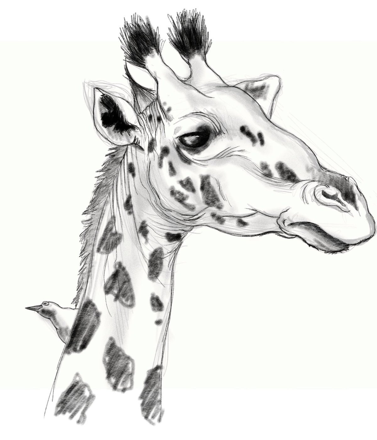 Фото жирафа рисунок
