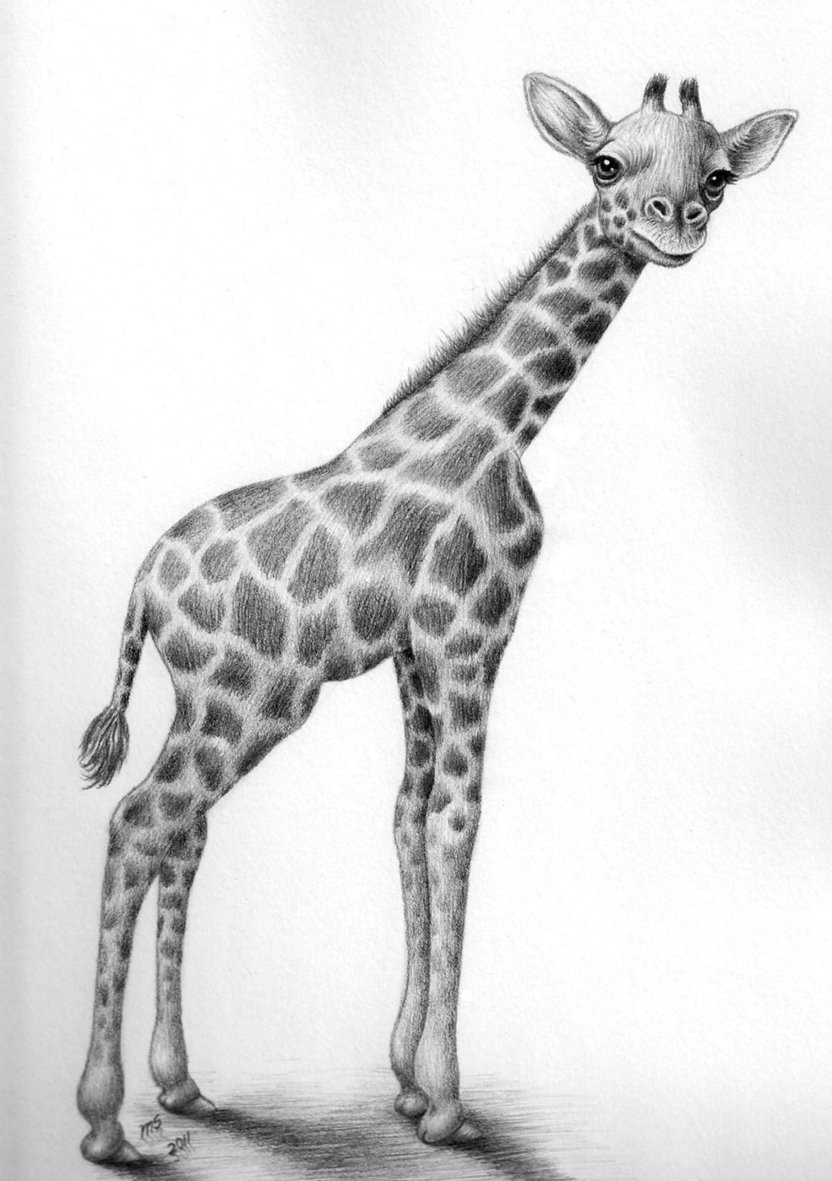 Животные карандашом