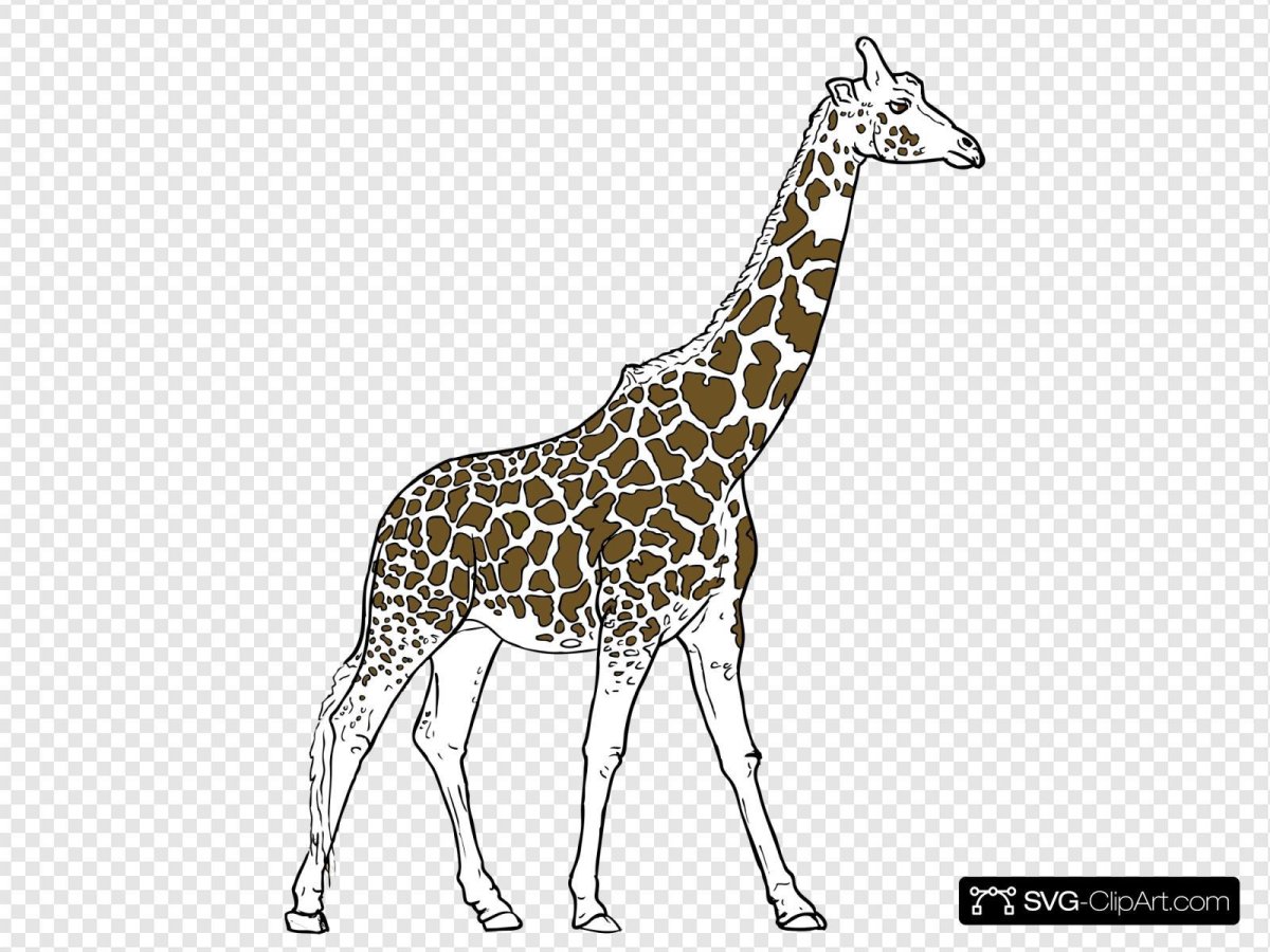 Мандала на животе