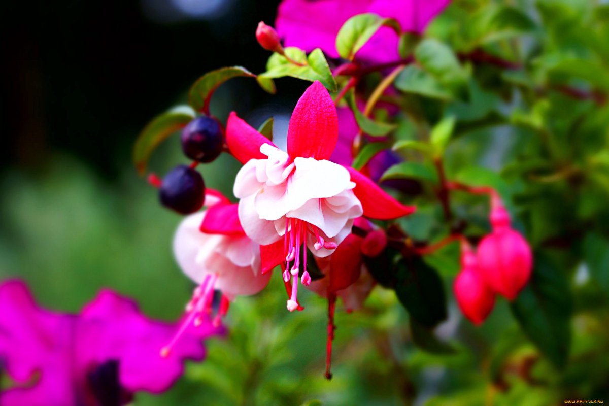 Яркий розовый цвет