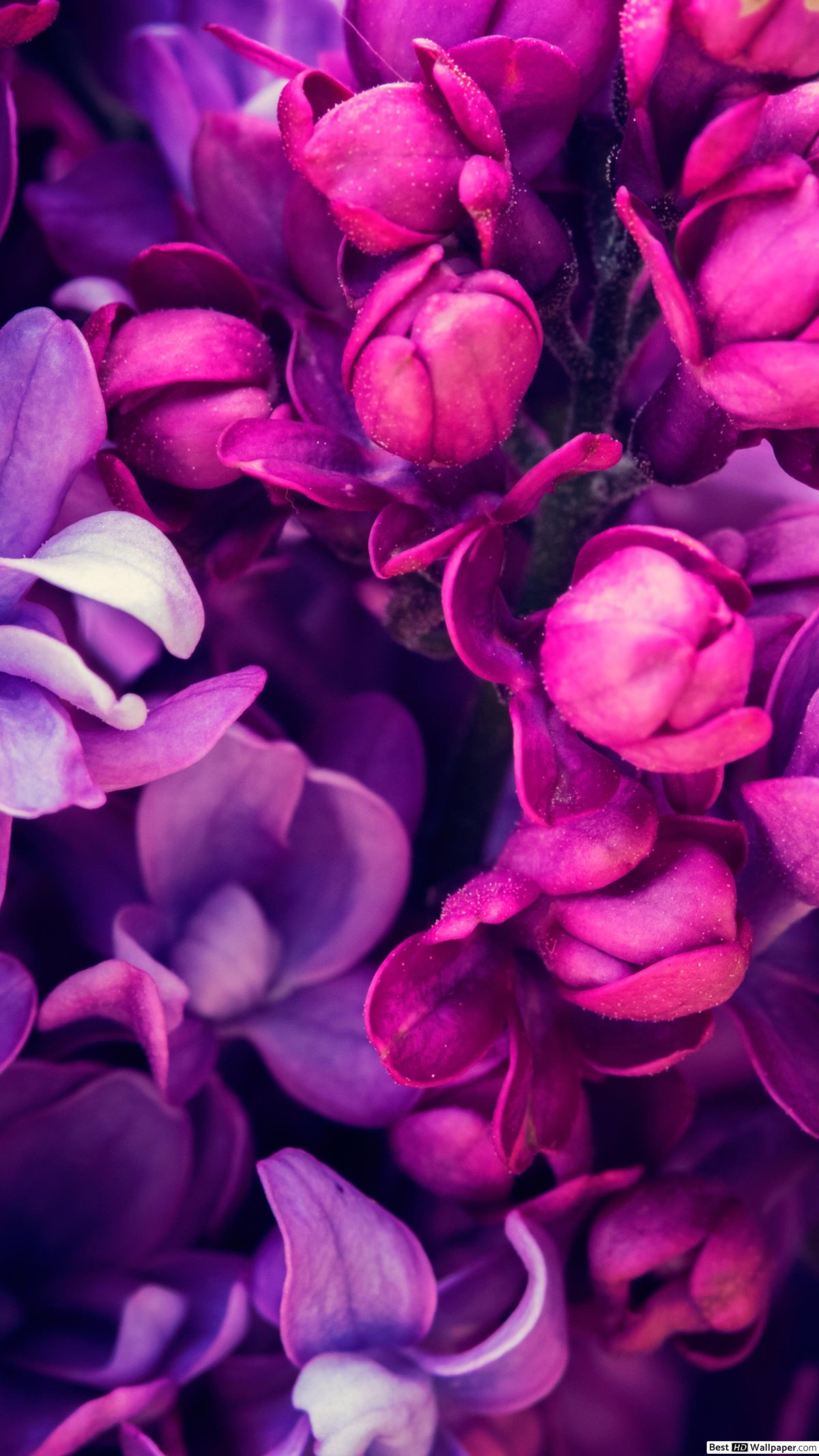 Artex 232 цвет фуксия