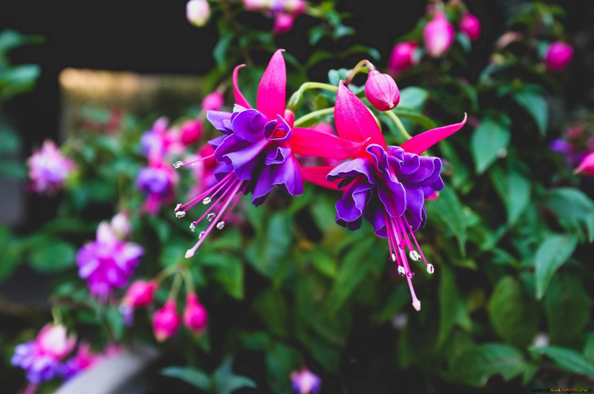 Сирень фуксия