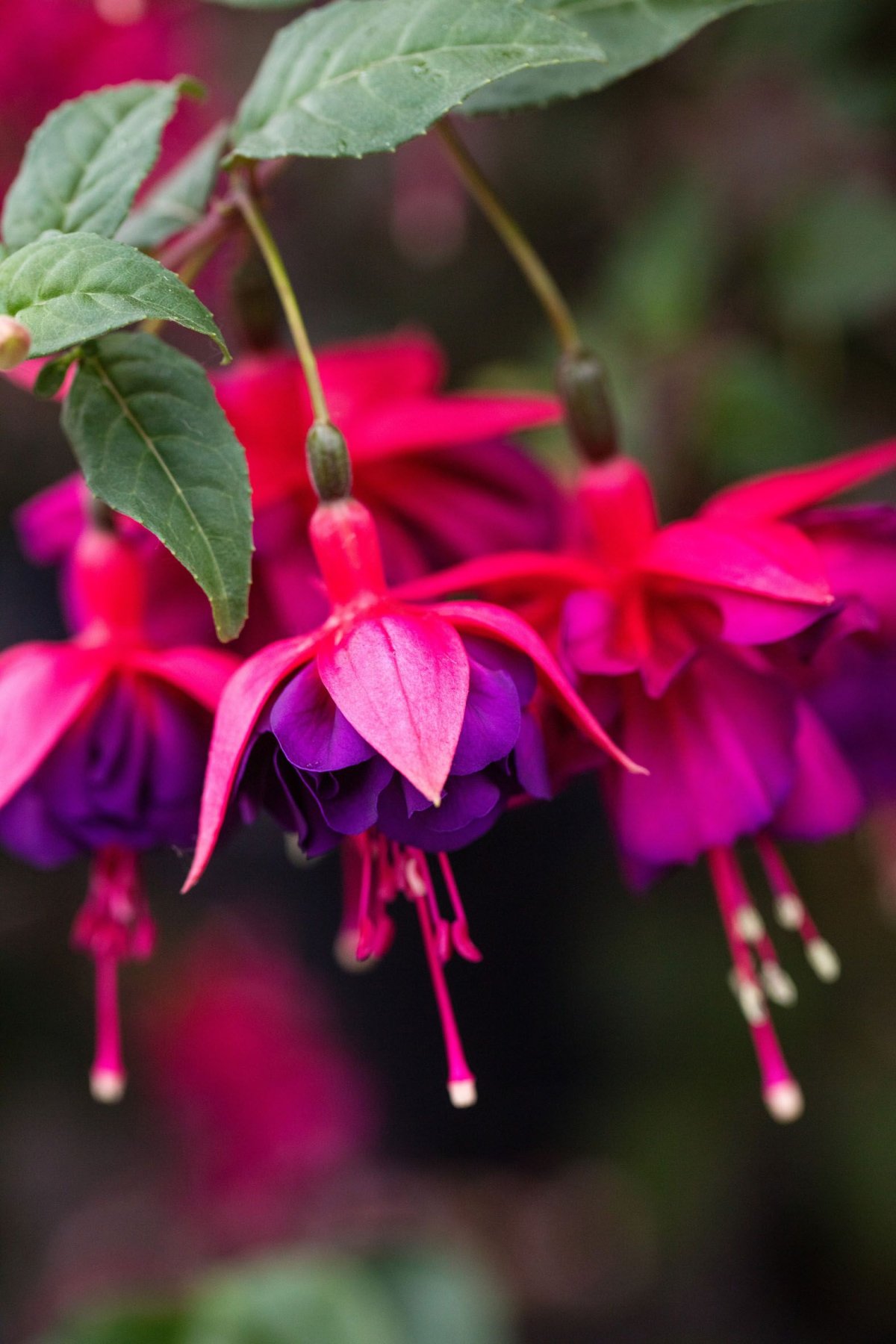 Фуксия цвет яркий