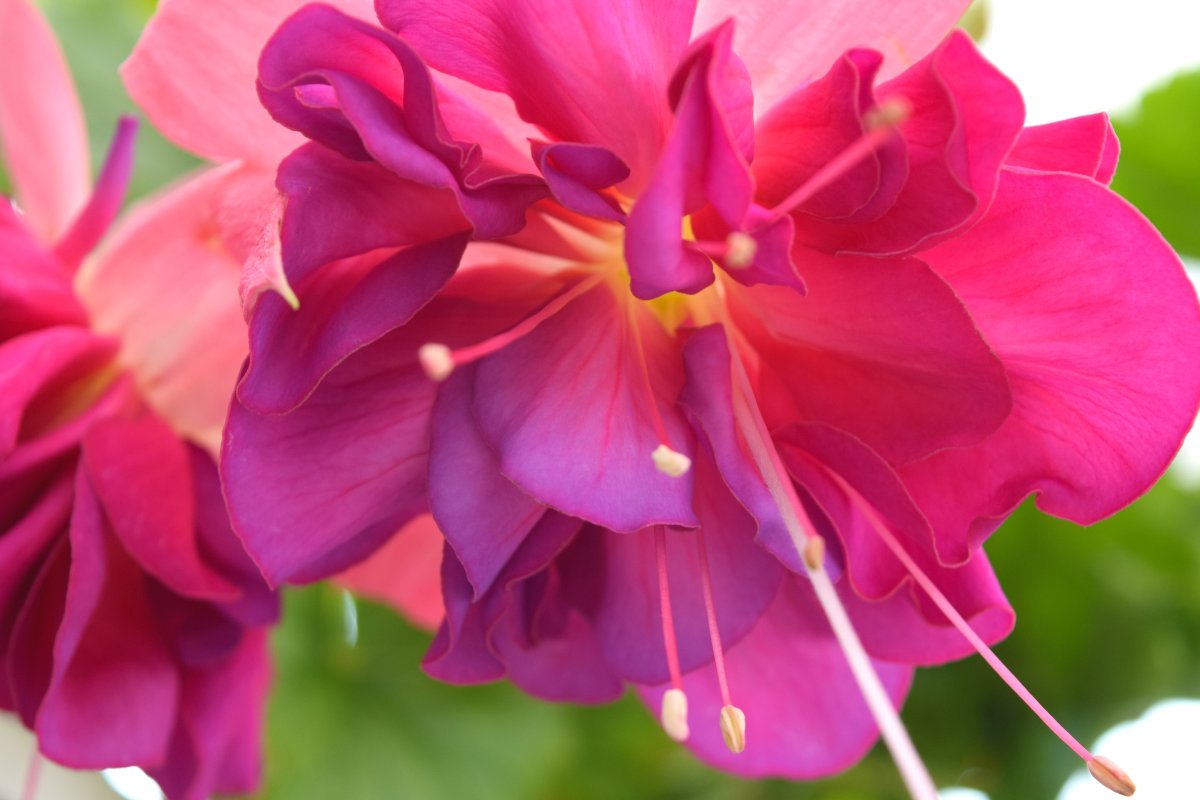 Яркий розовый цвет