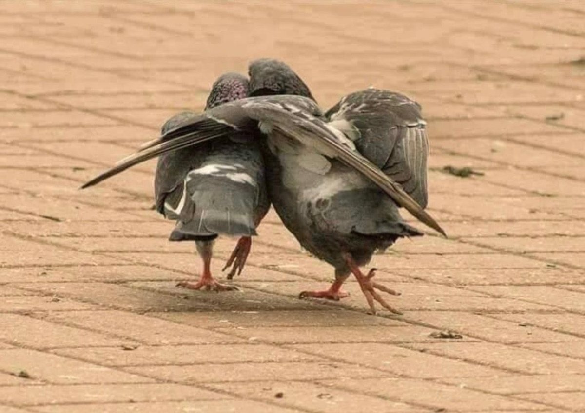 Шутки про птичек