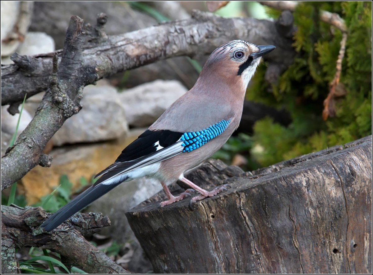 Сойка Кубанская