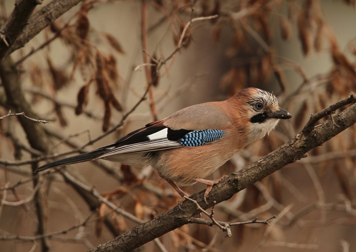 Сойка Сибирская