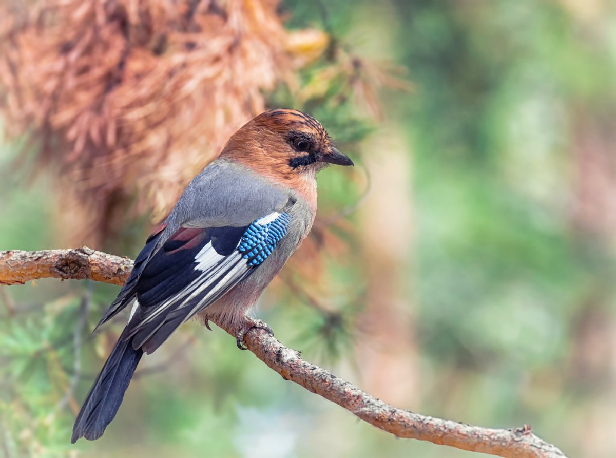 Сойка птица