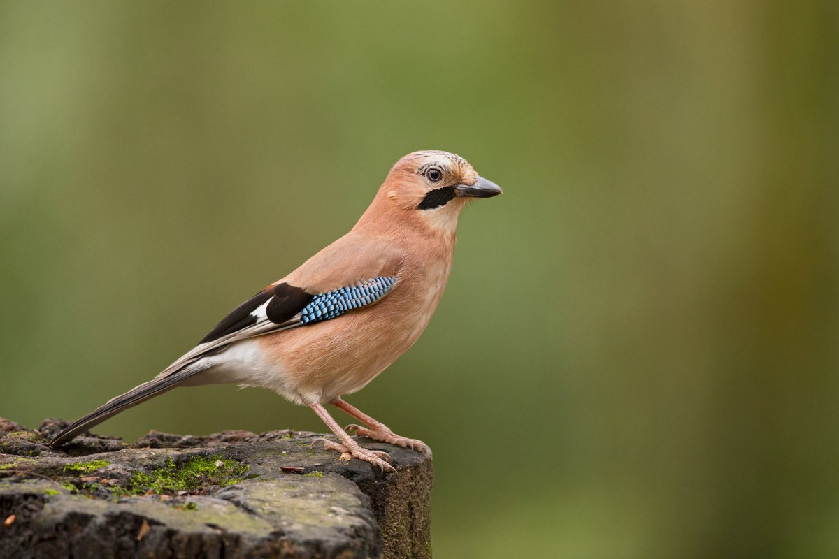 Сойка обыкновенная