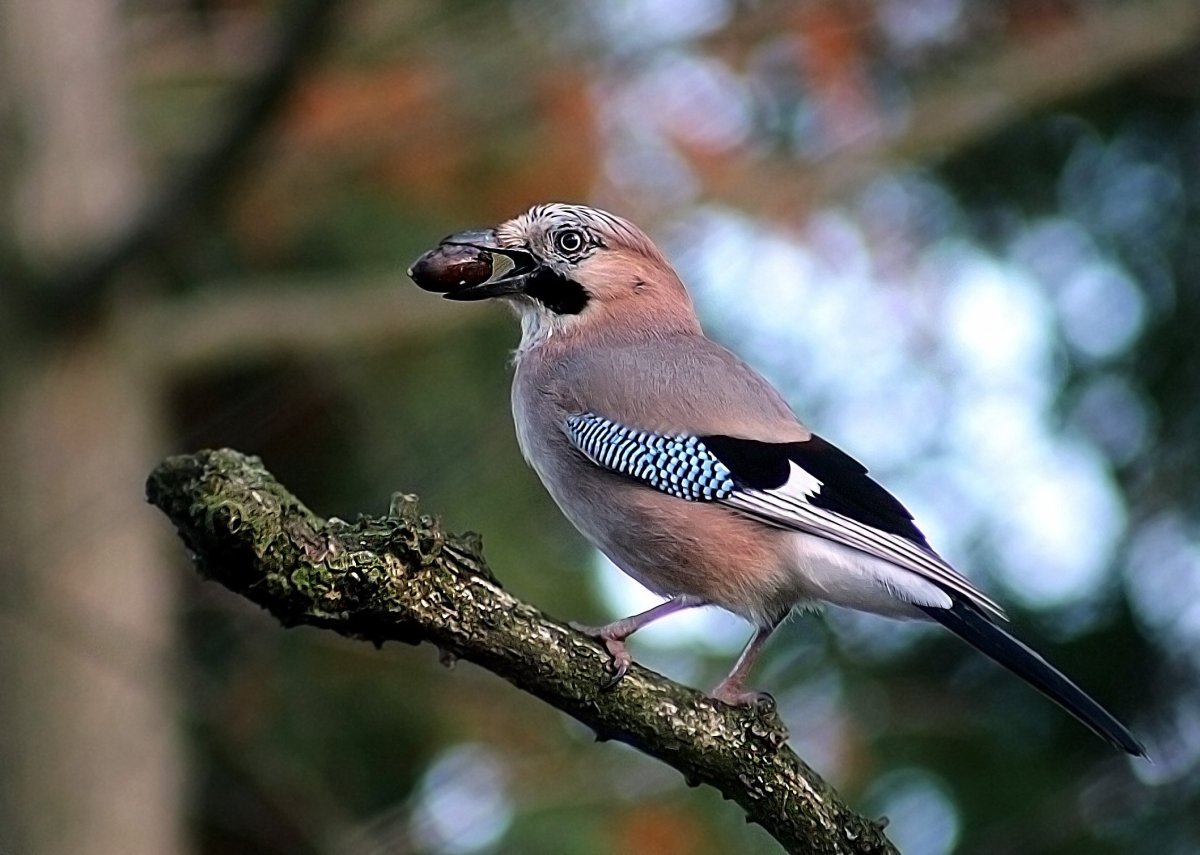 Гималайская Сойка