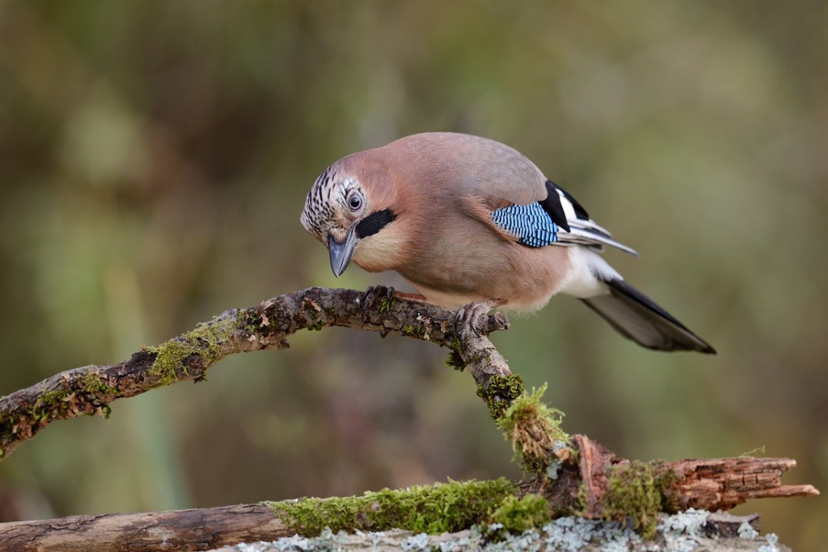 Сойка Крымская