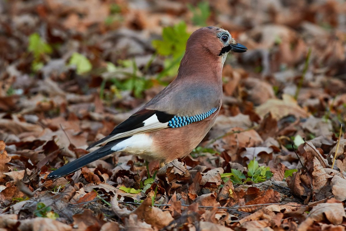 Птица Сойка Крымская