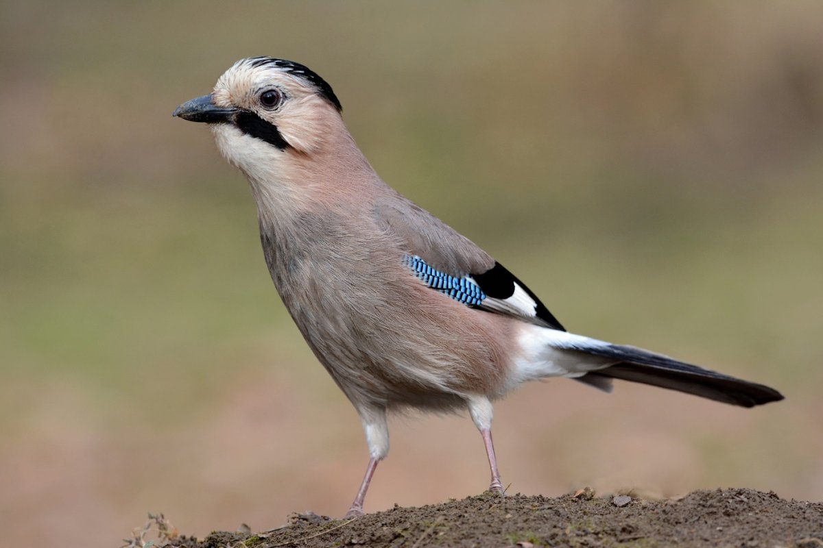 Сойка пересмешница птица