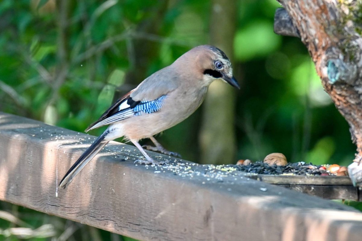 Сойка Подмосковная
