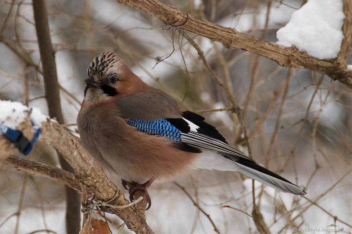 Востроглазая Сойка