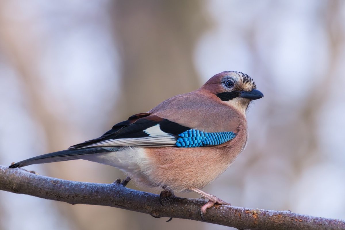 Сойка Северная