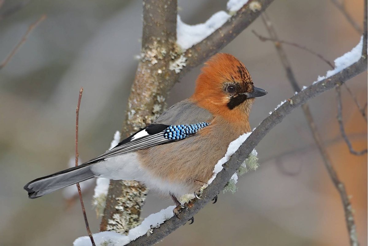 Голубая кустарниковая Сойка