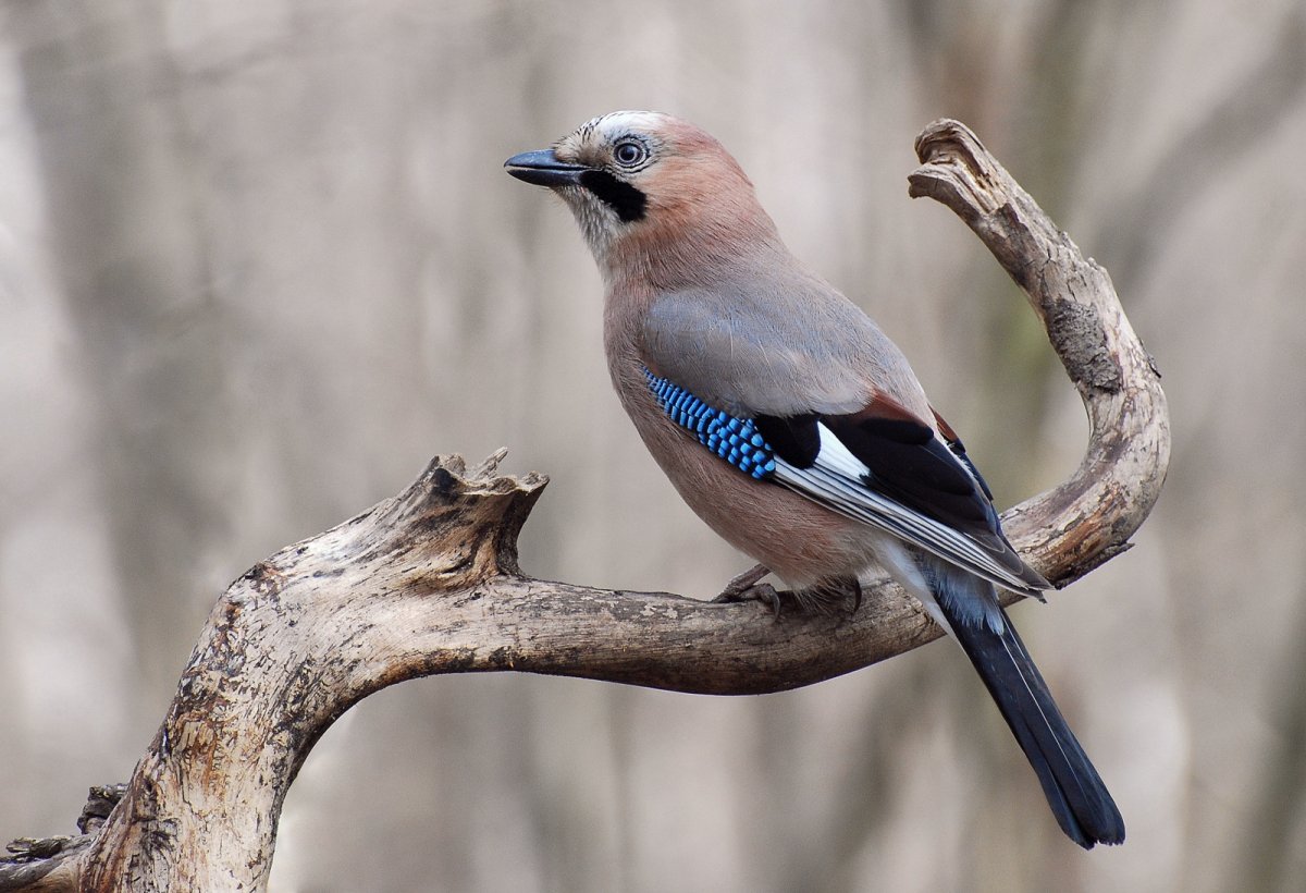 Птица Сойка Крымская