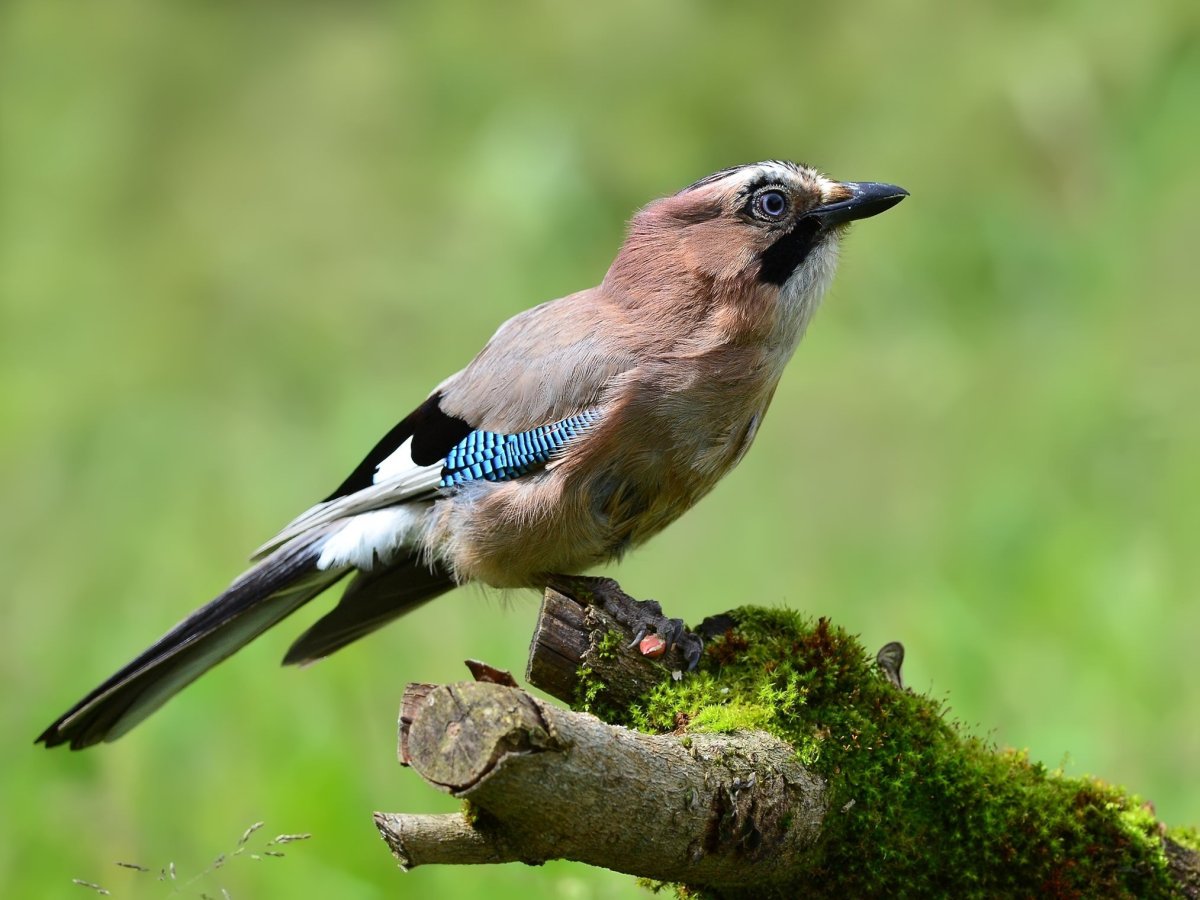 Сойка птица зимой