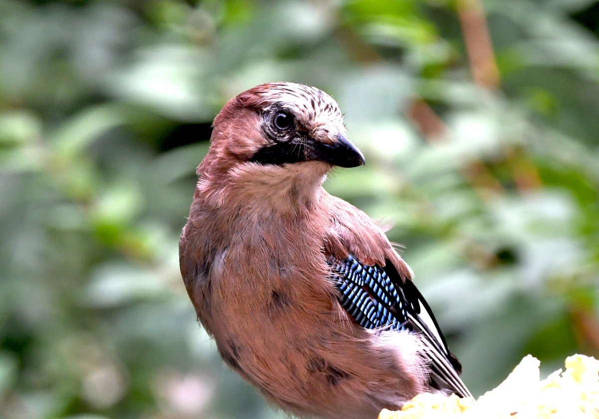 Сойка птица зимой