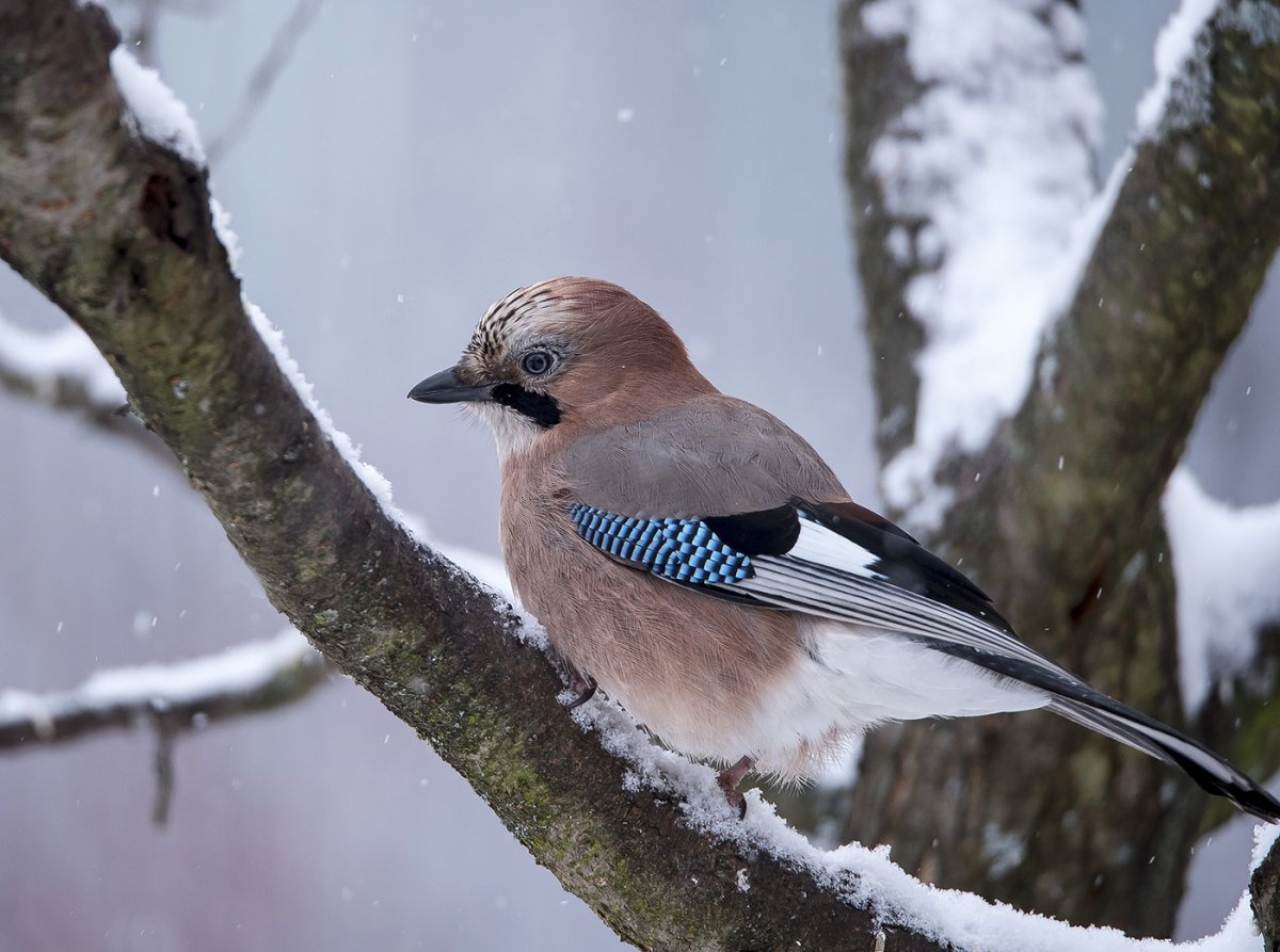 Сойка Подмосковная