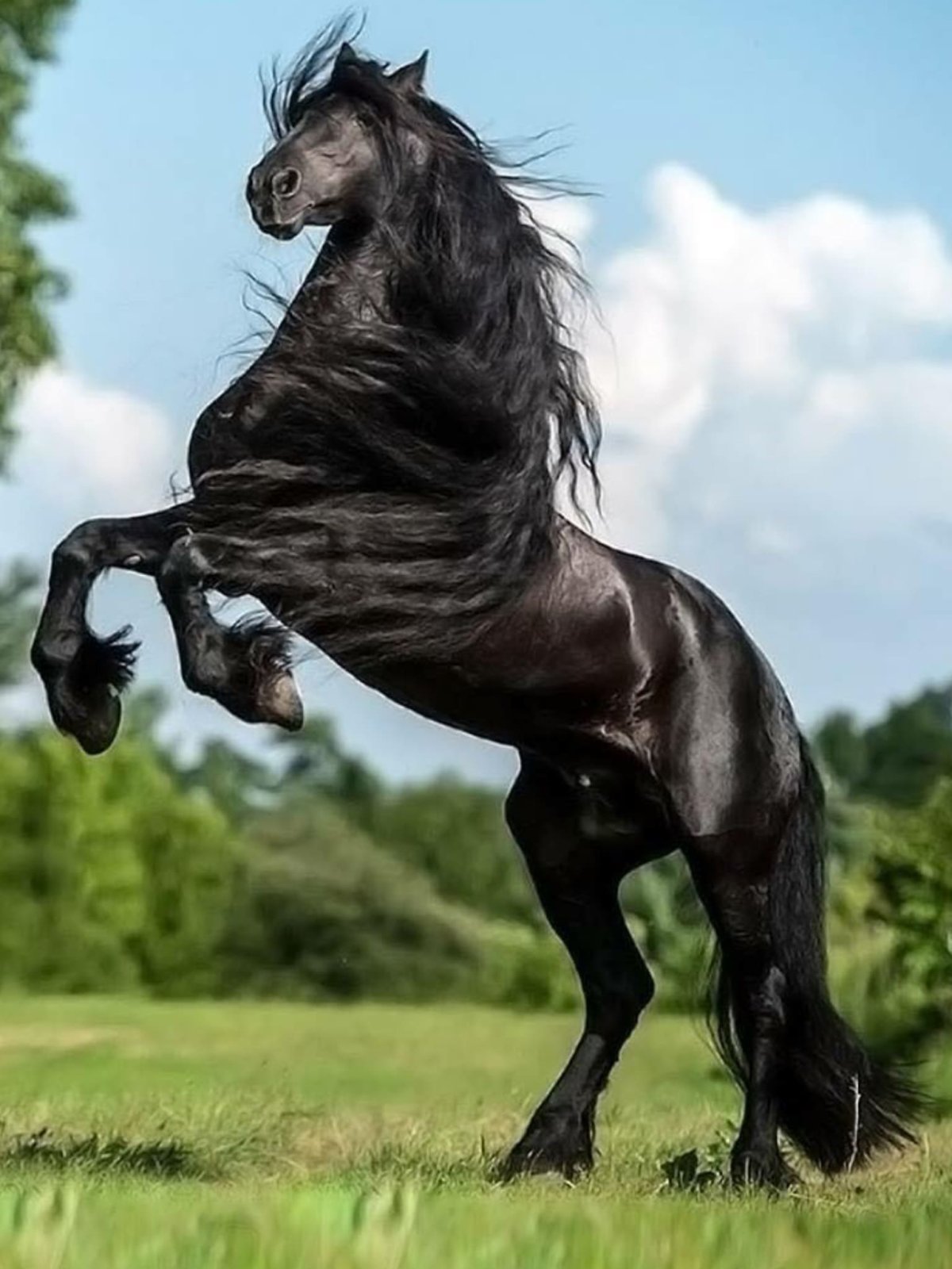 Картинки красивых лошадей