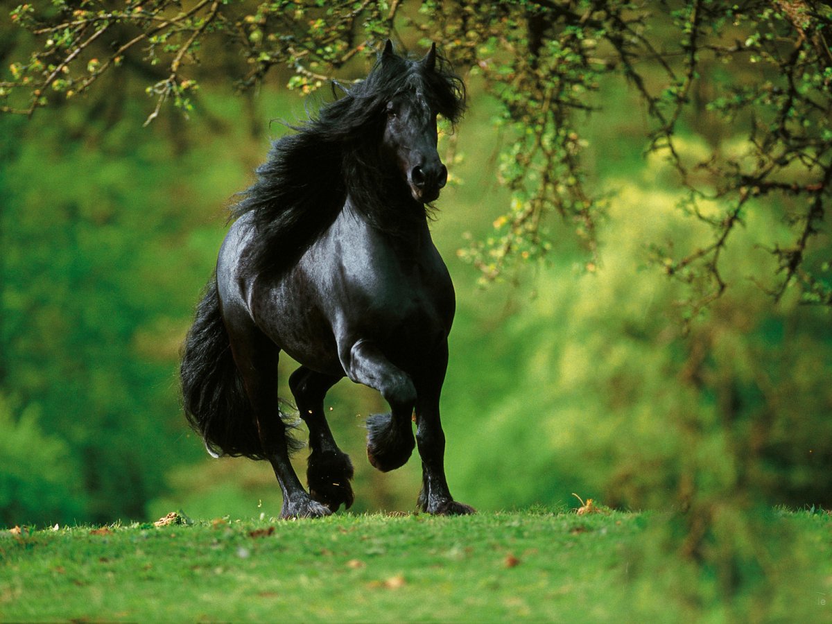 Фризская лошадь