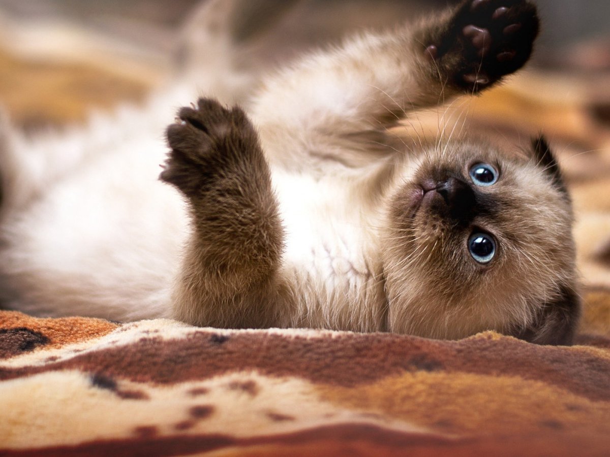 Милые животные на рабочий стол