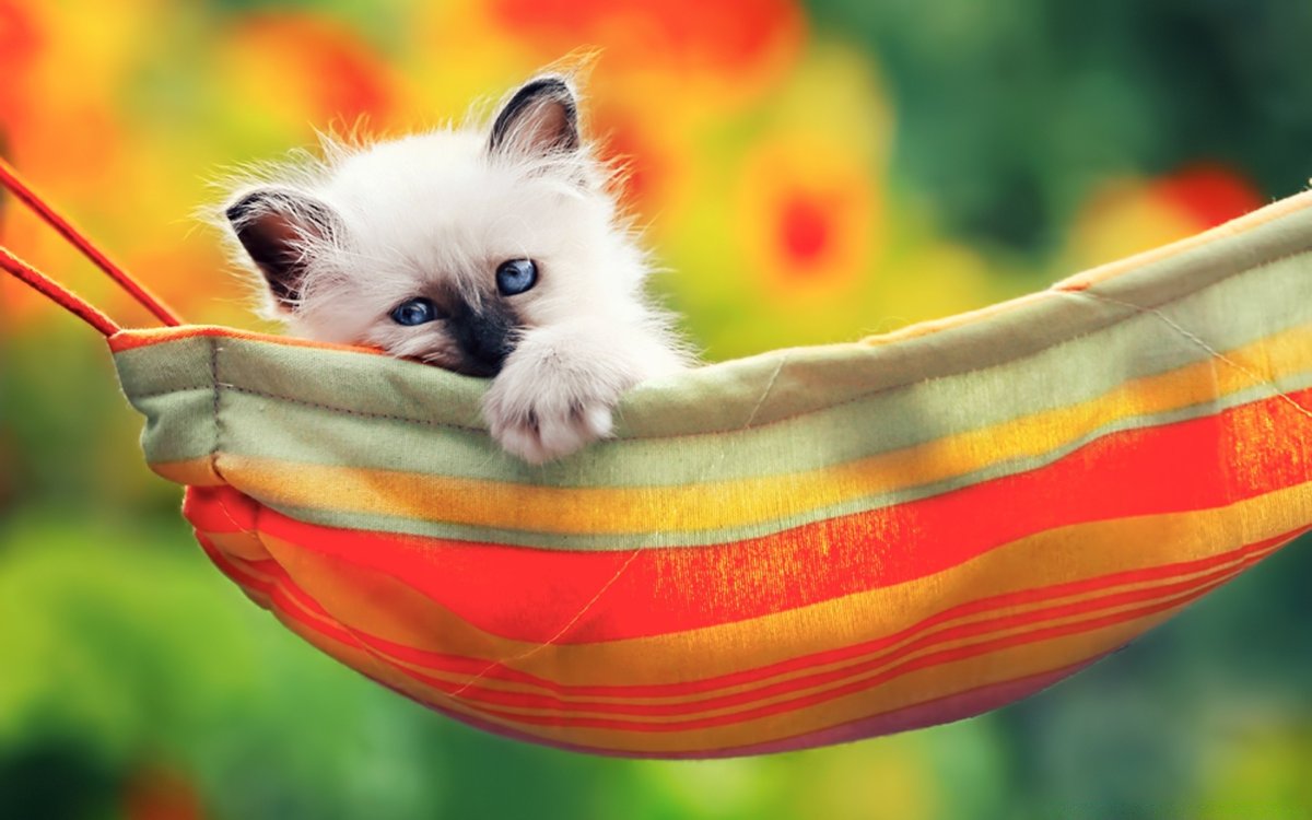 Котенок в гамаке