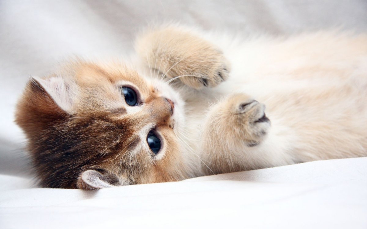 Котята милашки