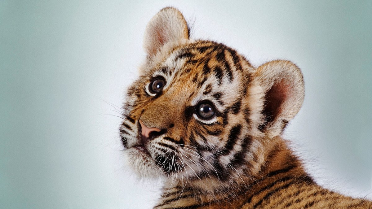 Яна Тигренок