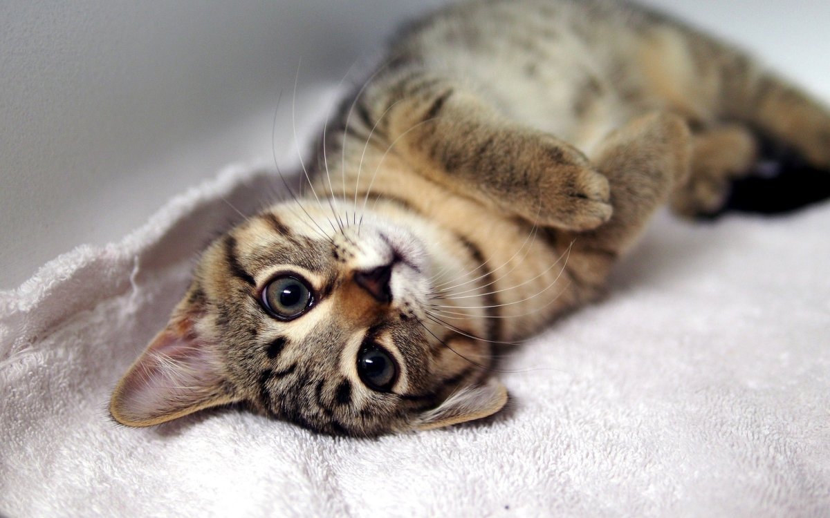 Милые животные коты