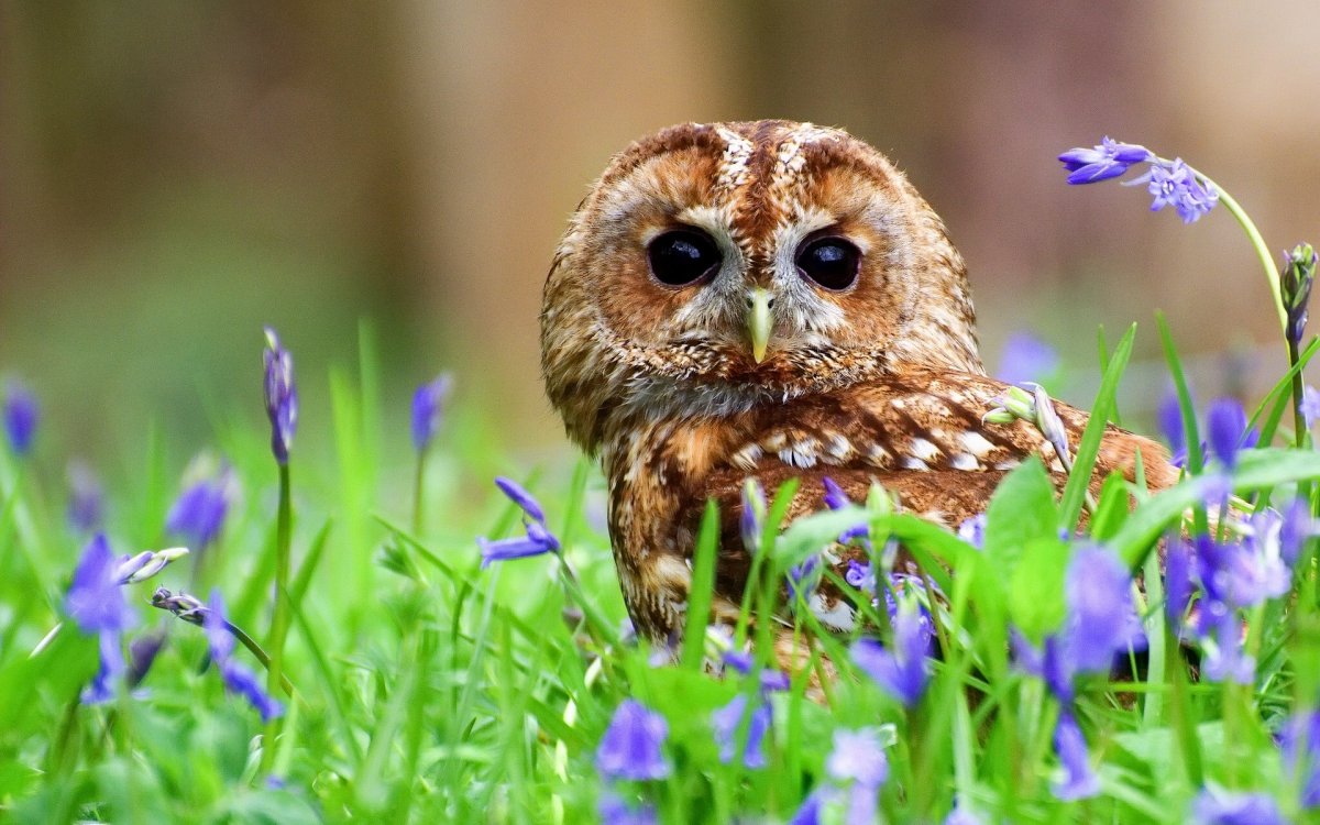 Весна животные