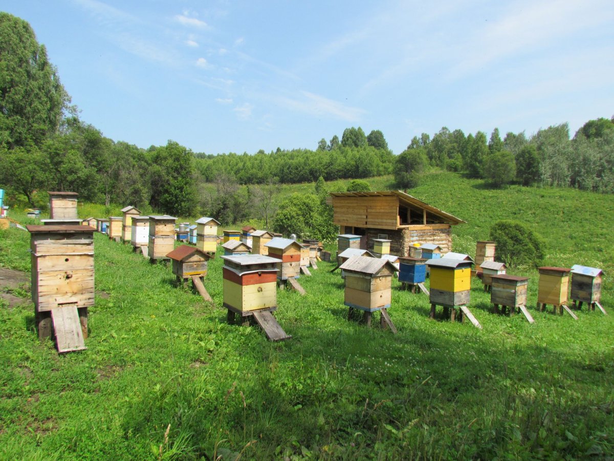 Мед Башкирский на пасека в ульях
