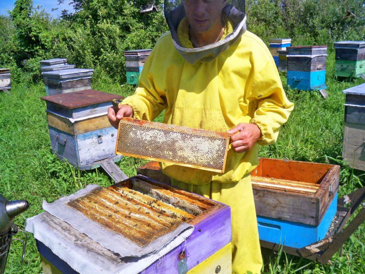 Пасека Пащенко Кубань-Дон