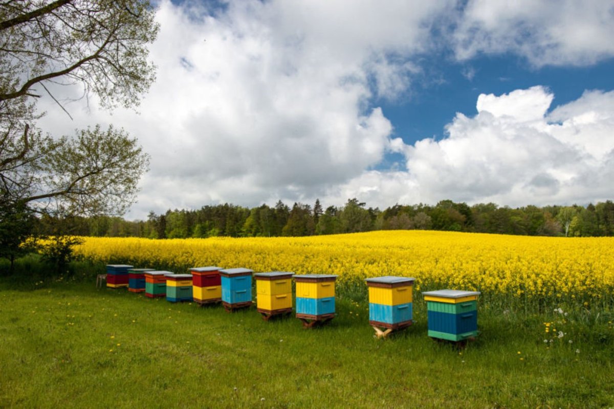 Пасека Маныловых