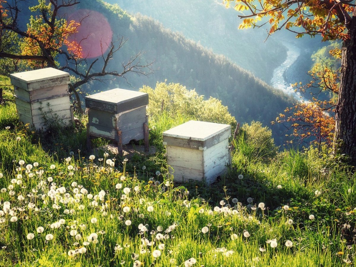 Пчелы ульи пасека