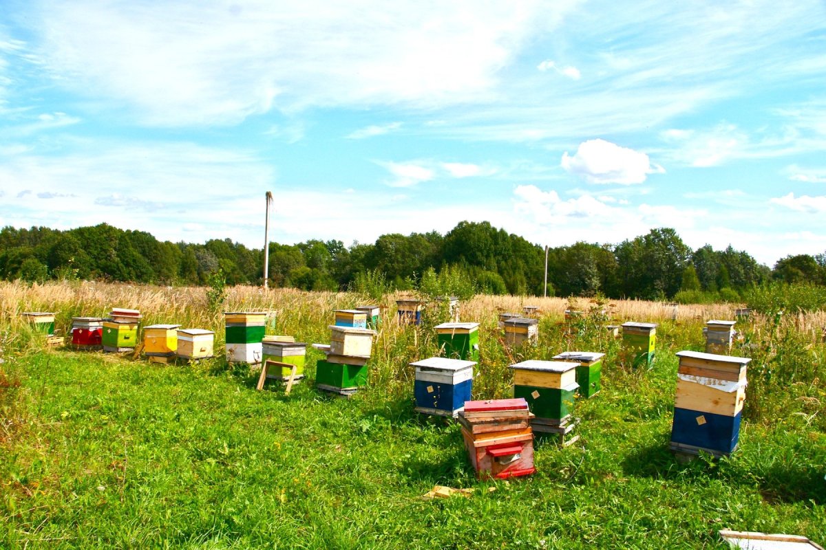 Ульи на пасеке