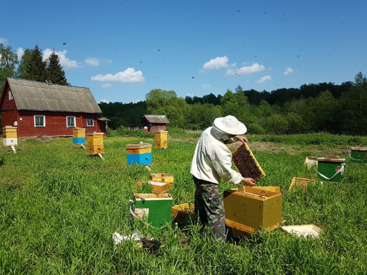 Пасека Егошина