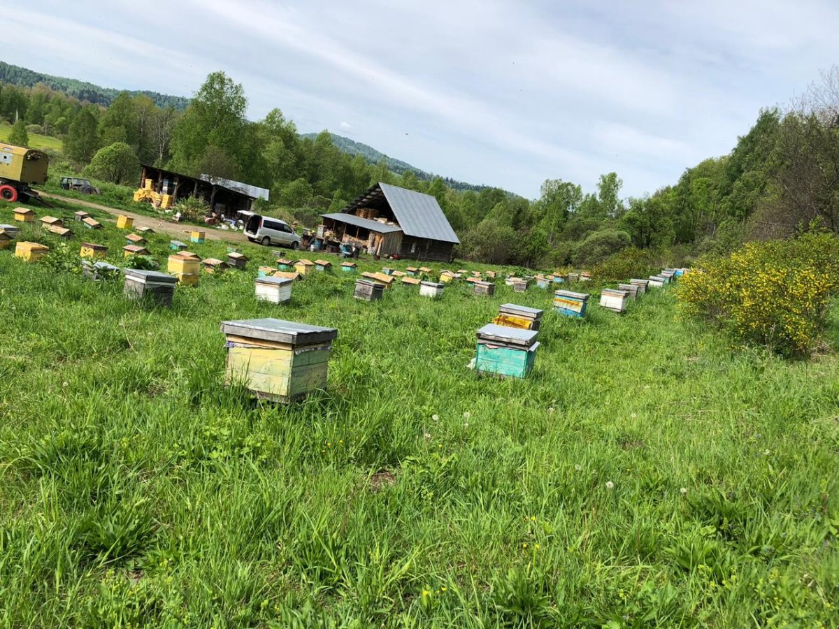 Пасека Горная Шория