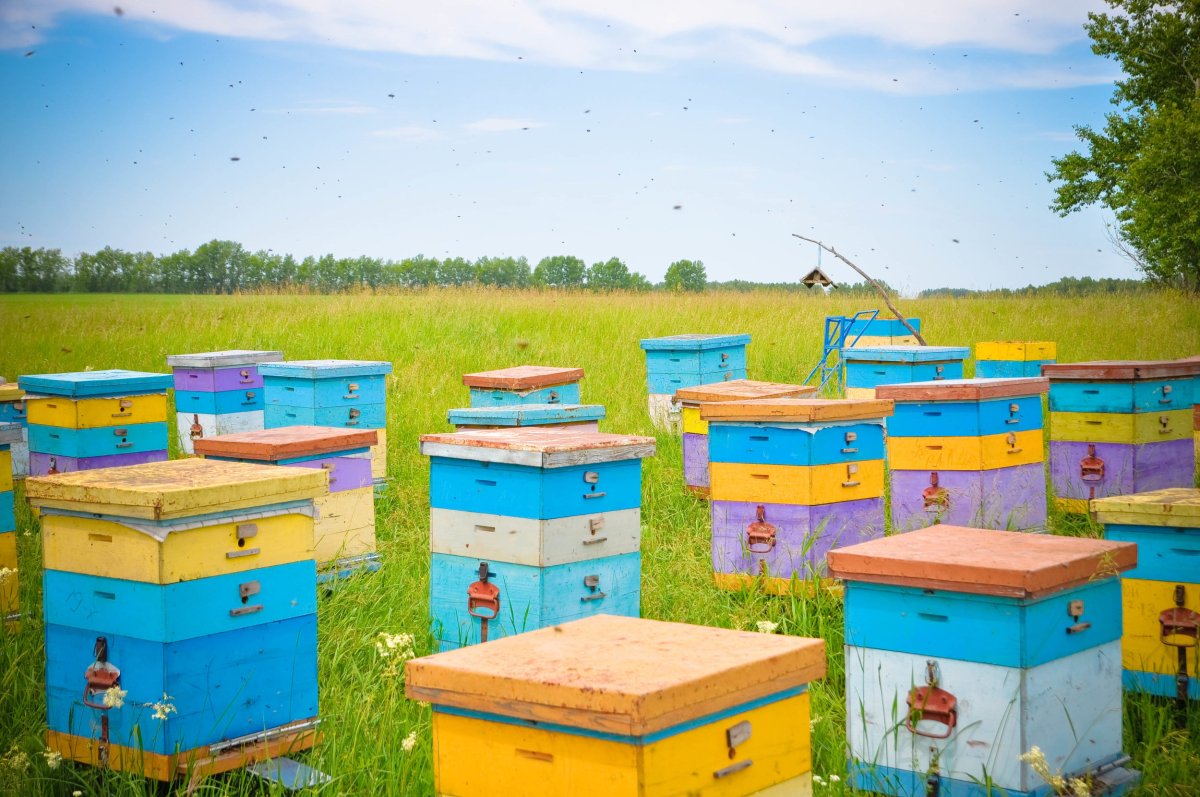 Пчелы ульи пасека